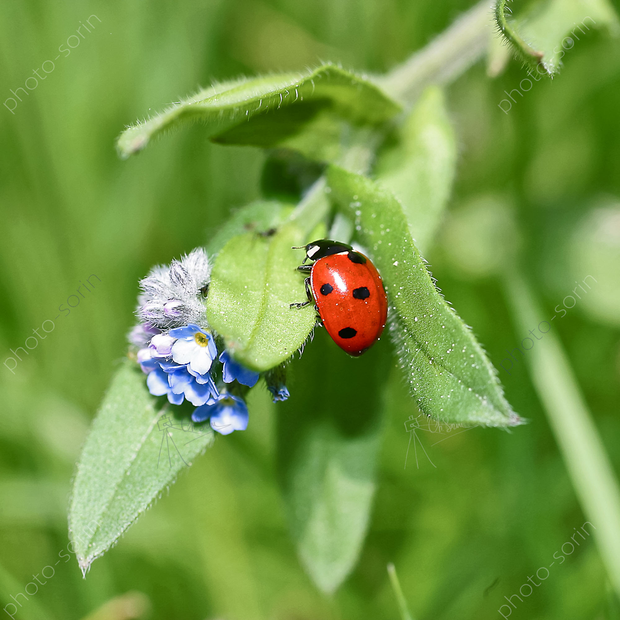 Coccinelle