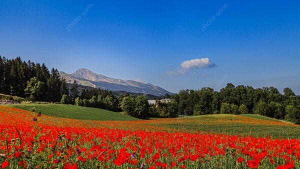 Coquelicots et Moucherolle