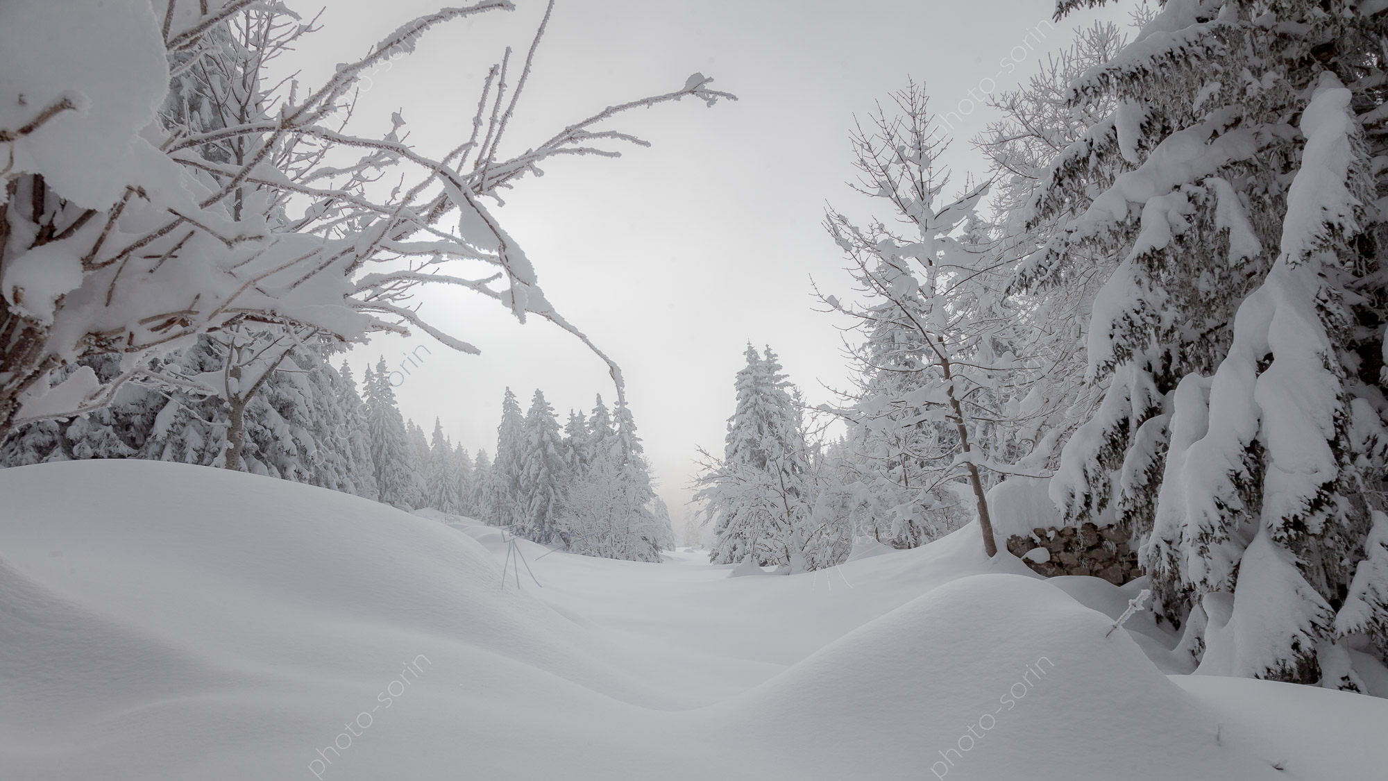 Dans les sous-bois du Vallon de la Fauge