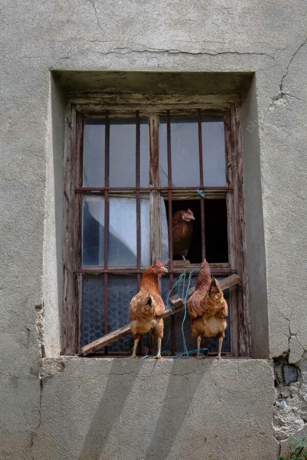 Bienvenue à la ferme