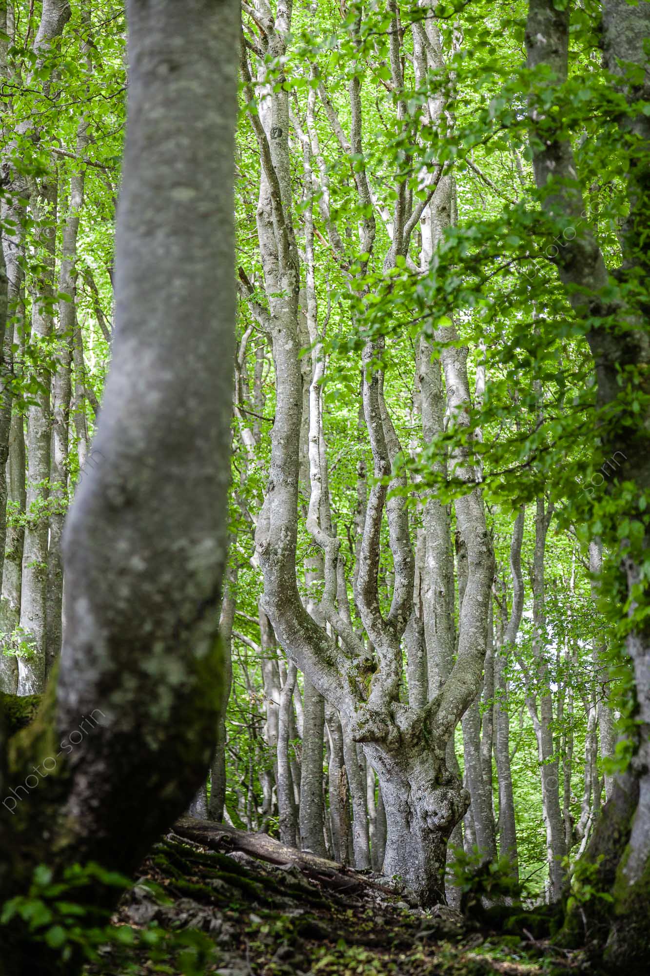 Forêt de Hêtres